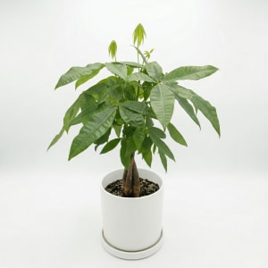 Money Tree Flower Bouquet