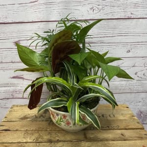 Dish Garden in Ceramic Container