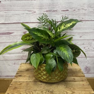 Dish Garden in Ceramic Container