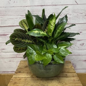 Dish Garden in Ceramic Container