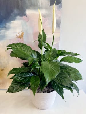 Peace Lily – Quiet Grace
