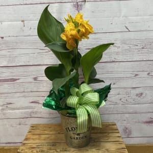 Canna Outdoor Blooming Plant Flower Bouquet