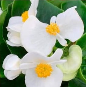 Begonia 4'' Annual Flower Bouquet