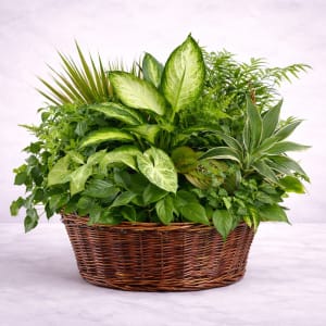 Dishgarden Flower Bouquet