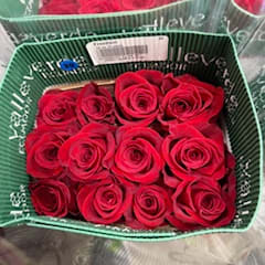 Red Roses