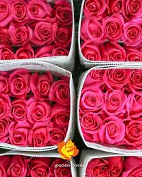 Pink Roses hot pink floyd