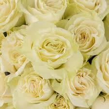 White Roses Mondial