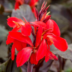 Canna Outdoor Blooming Plant Flower Bouquet