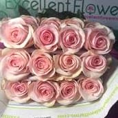 Pink Light Novia