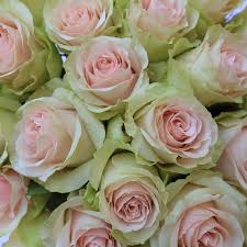 Pink Roses Light Frutteto