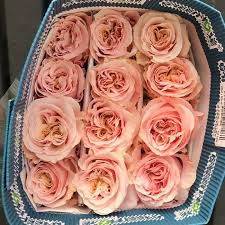 Peach Roses