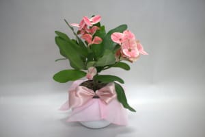 Talisman's Mothers Day Potted Plant Flower Bouquet
