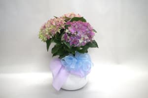 Talisman's Mothers Day Potted Plant Flower Bouquet