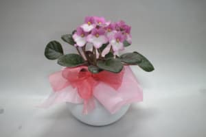Talisman's Mothers Day Potted Plant