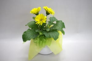 Talisman's Mothers Day Potted Plant