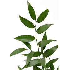 Ruscus Flower Bouquet