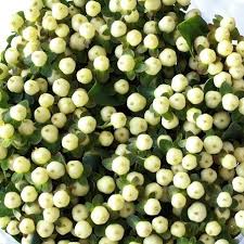 Hypericum