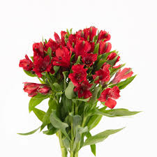 Alstroemeria