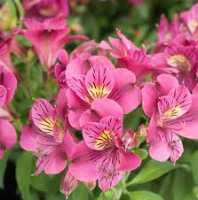 Alstroemeria