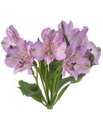 Alstroemeria