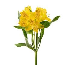 Alstroemeria