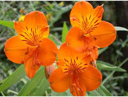 Alstroemeria
