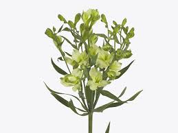 Alstroemeria