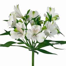 Alstroemeria
