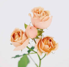 Spray Roses