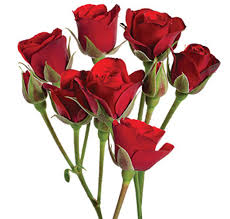 Spray Roses