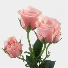 Spray Roses