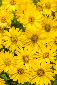 Daisy