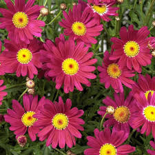 Daisy