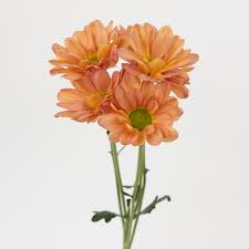 Daisy