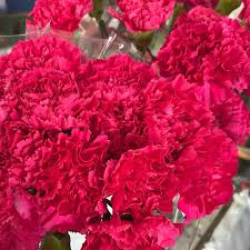 Carnations Flower Bouquet