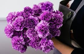 Carnations Flower Bouquet