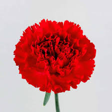 Carnations Flower Bouquet