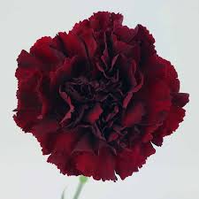 Carnations Flower Bouquet