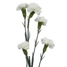 Mini Carnations