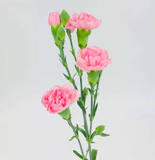 Mini Carnations