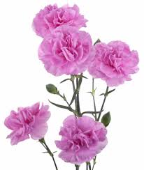 Mini Carnations