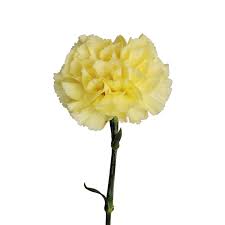Mini Carnations
