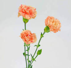 Mini Carnations