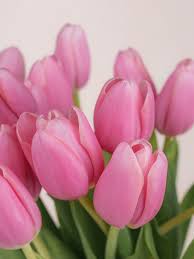 Tulips Flower Bouquet