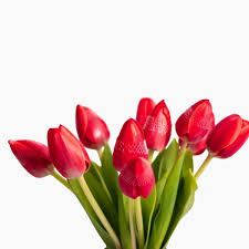 Tulips Flower Bouquet