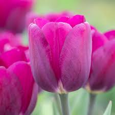 Tulips Flower Bouquet