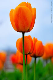 Tulips Flower Bouquet