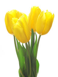 Tulips Flower Bouquet