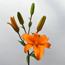 Lily Asiatic Flower Bouquet