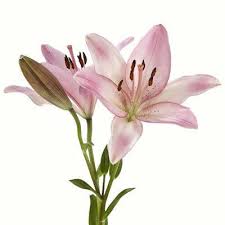 Lily Asiatic Flower Bouquet